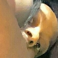 ivythepuppy Nahé